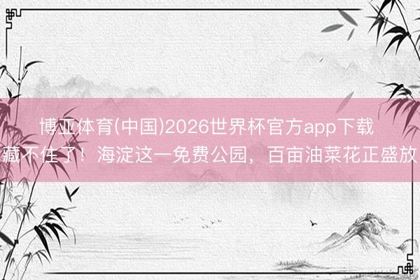 博亚体育(中国)2026世界杯官方app下载 藏不住了！海淀这一免费公园，百亩油菜花正盛放
