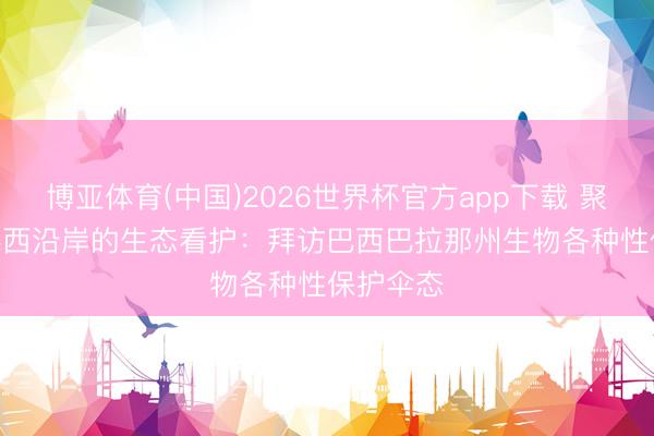 博亚体育(中国)2026世界杯官方app下载 聚焦 | 大泰西沿岸的生态看护：拜访巴西巴拉那州生物各种性保护伞态